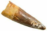 Fossil Spinosaurus Tooth - Real Dinosaur Tooth #364223-1
